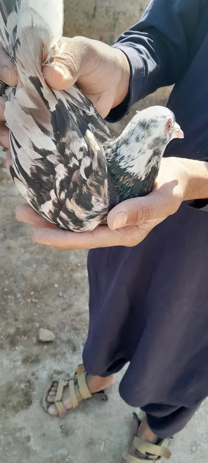 یک عدد کبوتر هفت رنگ گرفتم|پرنده|نیمروز, |دیوار