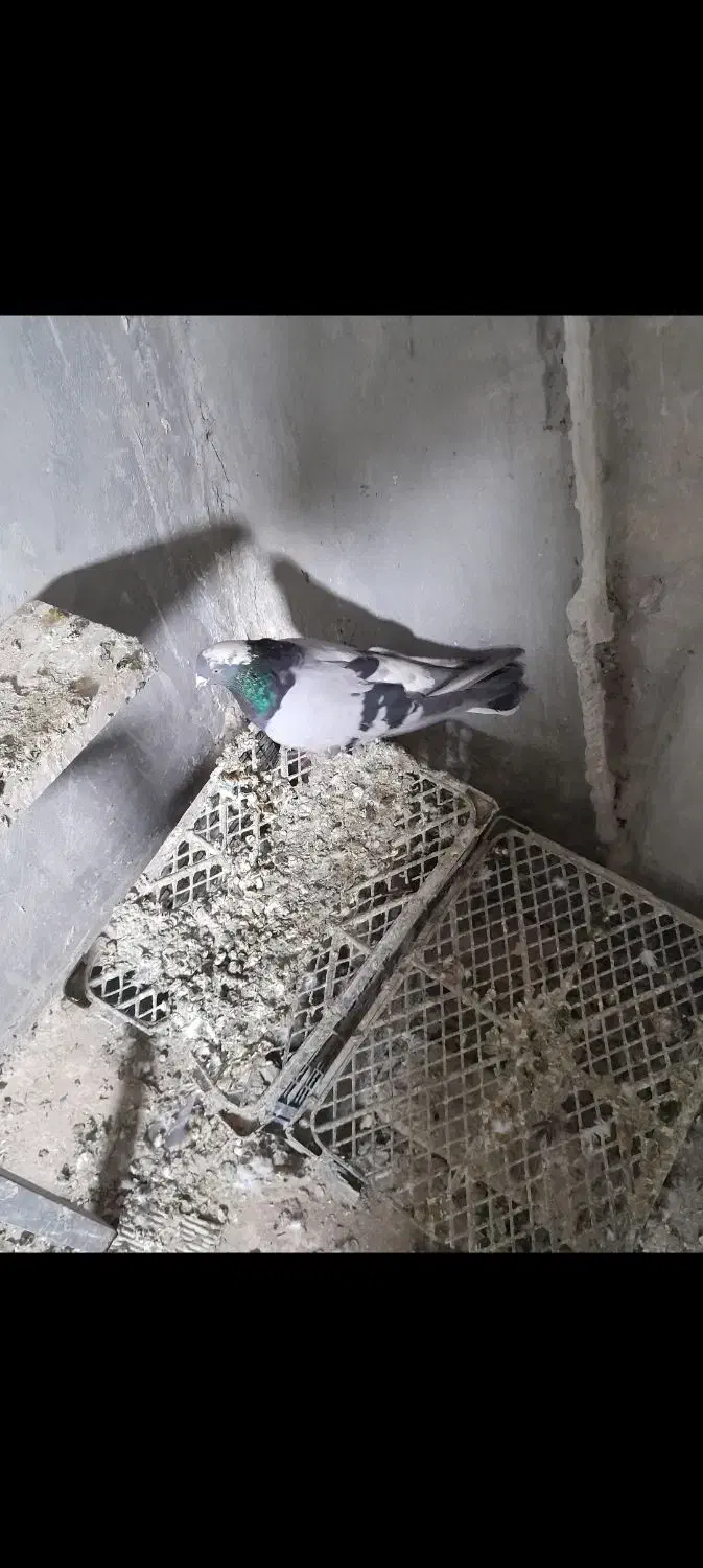 کبوتر گلی پر|پرنده|لاران, |دیوار