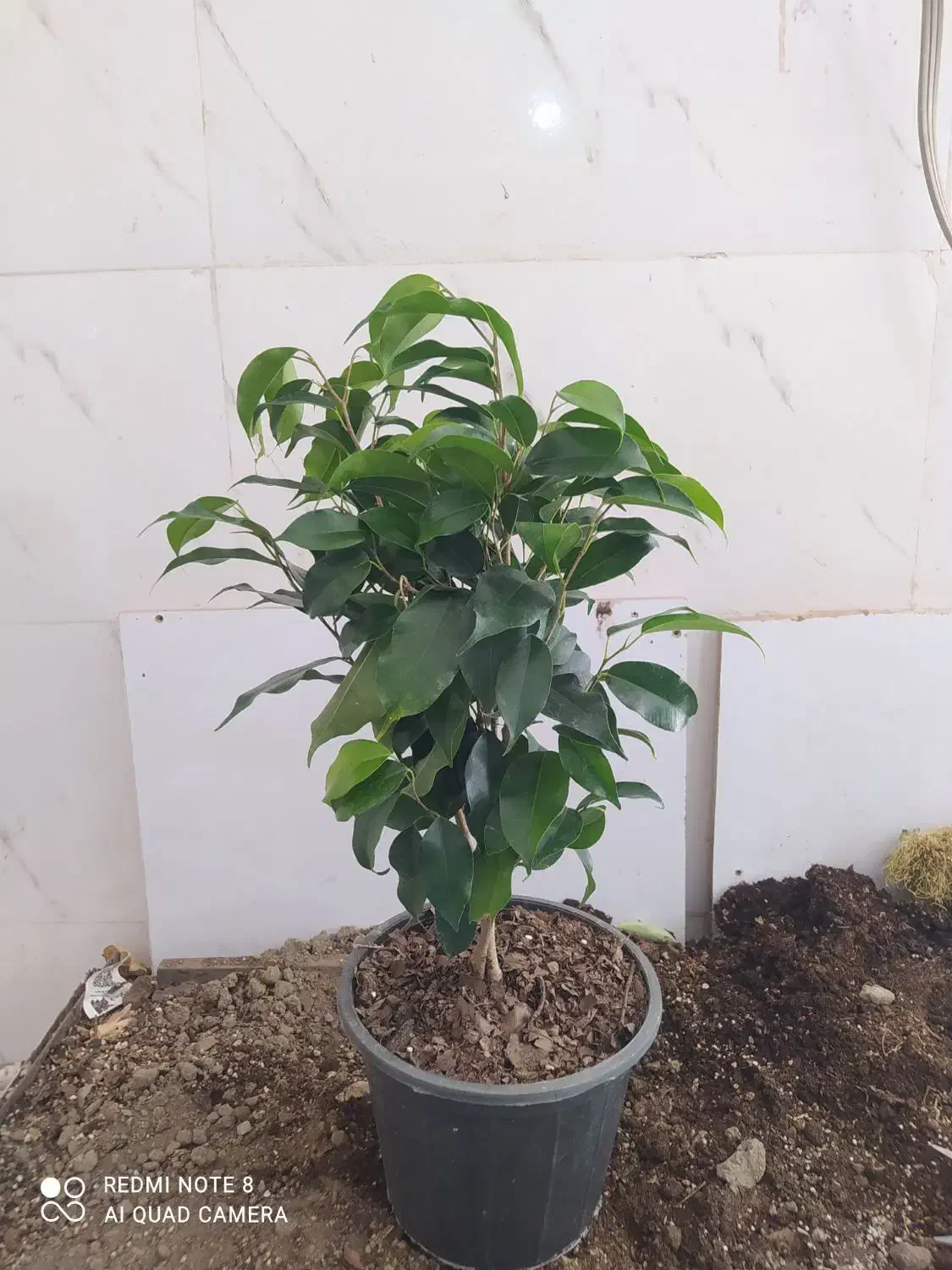 گل و گیاه بنجامین ابلق|گل و گیاه طبیعی|اهواز, سیصد دستگاه|دیوار