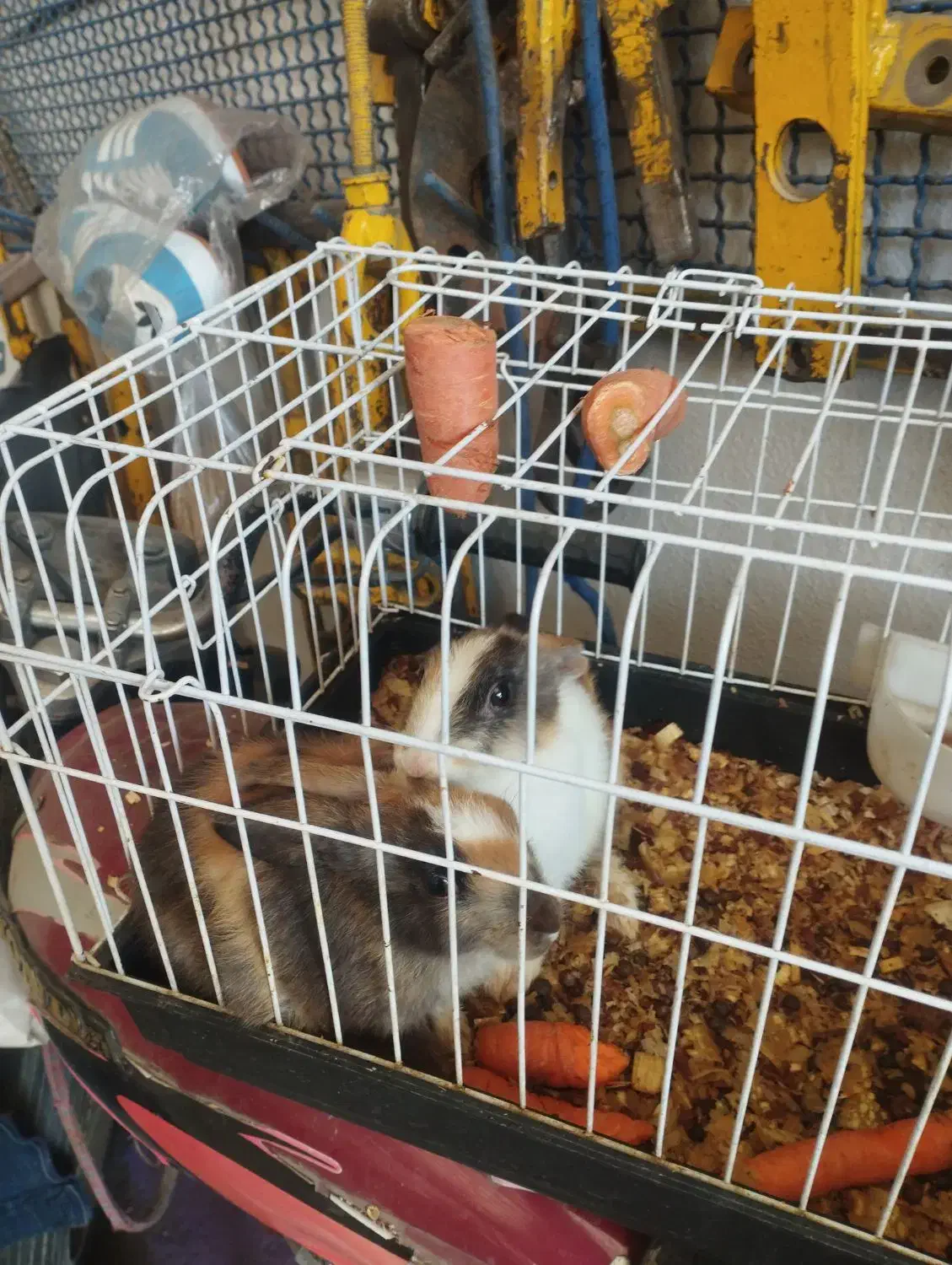 خرگوش خانگی|موش و خرگوش|ملایر, |دیوار