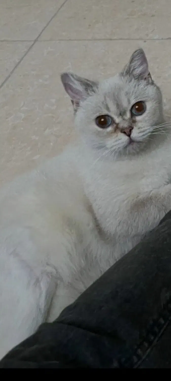 گربه بریتشین|گربه|فردیس, منظریه|دیوار