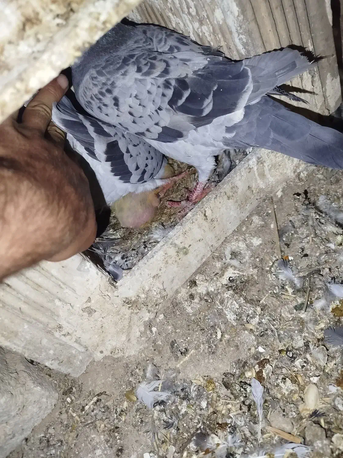 کبوتر پلاکی با ی فنس بزرگ|پرنده|بهبهان, |دیوار