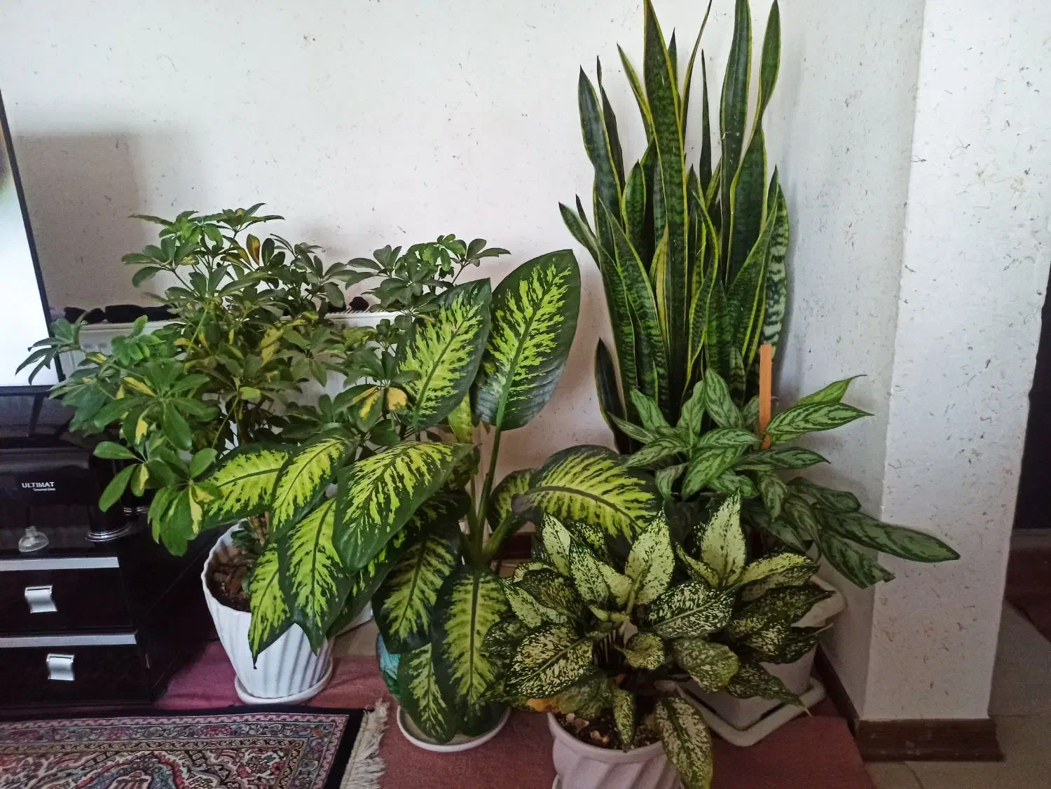 نظافت منزل ،اپارتمان،شستشوی فرش و غیره|خدمات نظافت|زنجان, |دیوار