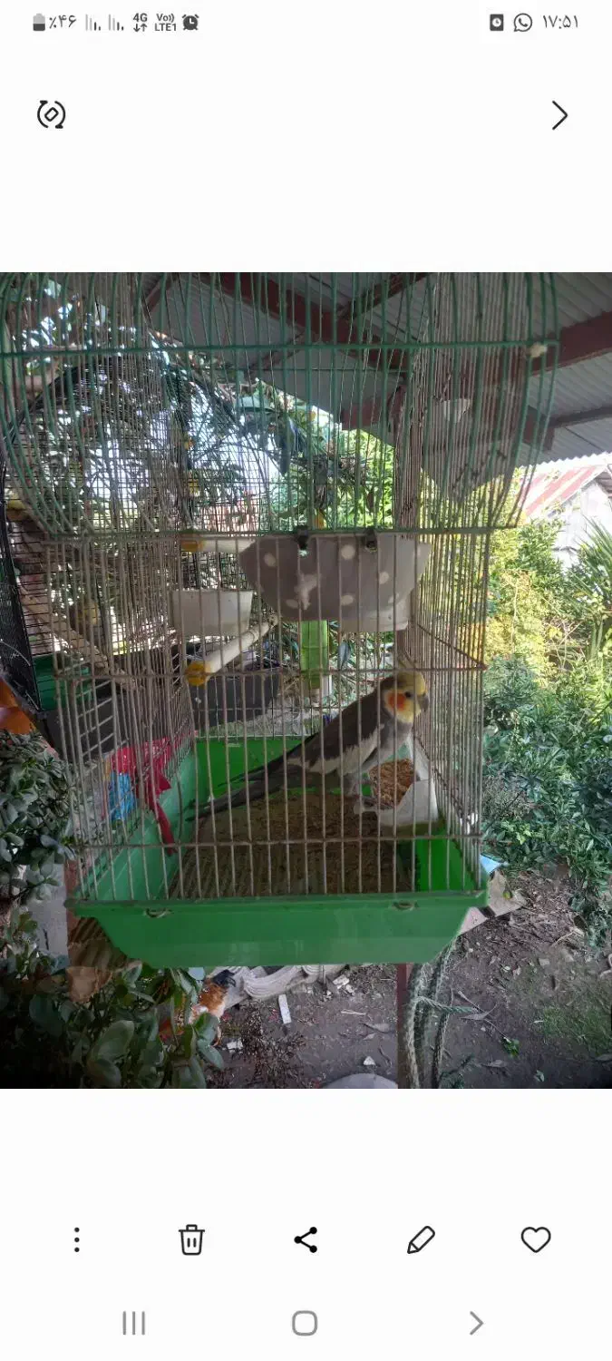 طوطی عروس|پرنده|کوچصفهان, |دیوار