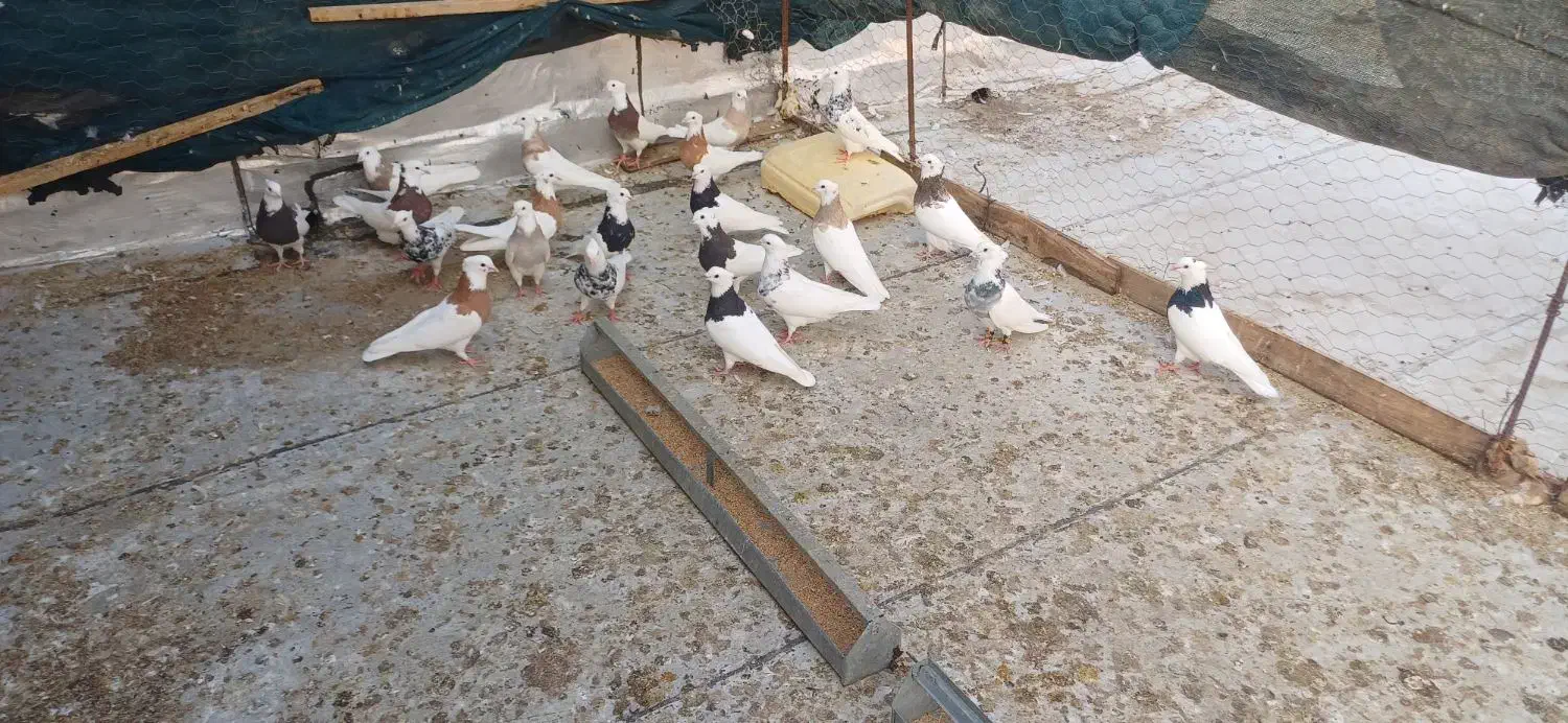 سلام فروش کبوتر طوق عسلویه هستم|پرنده|بندر کنگان, |دیوار