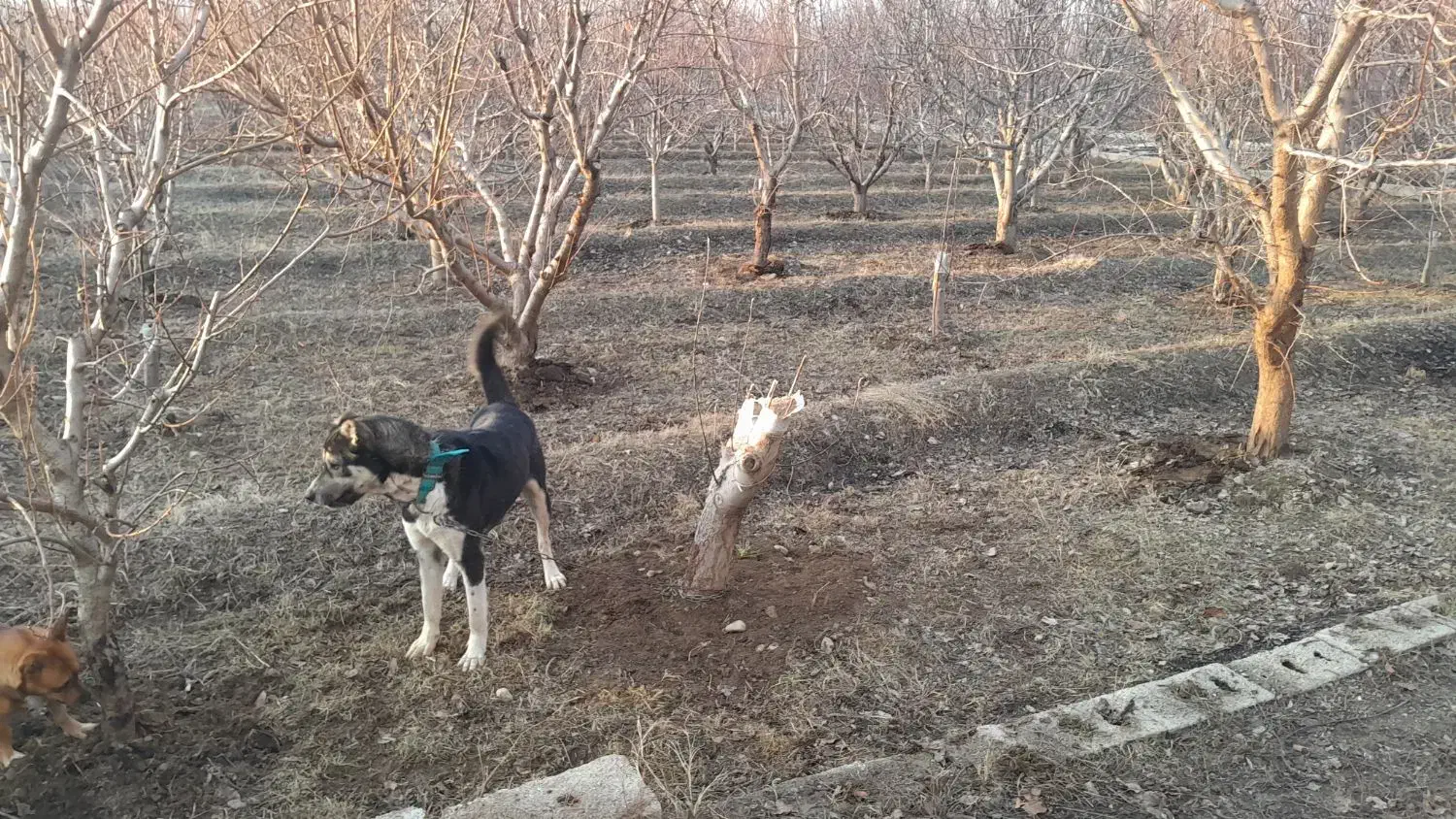 سگ نگهبان|سگ|نوشین شهر, |دیوار