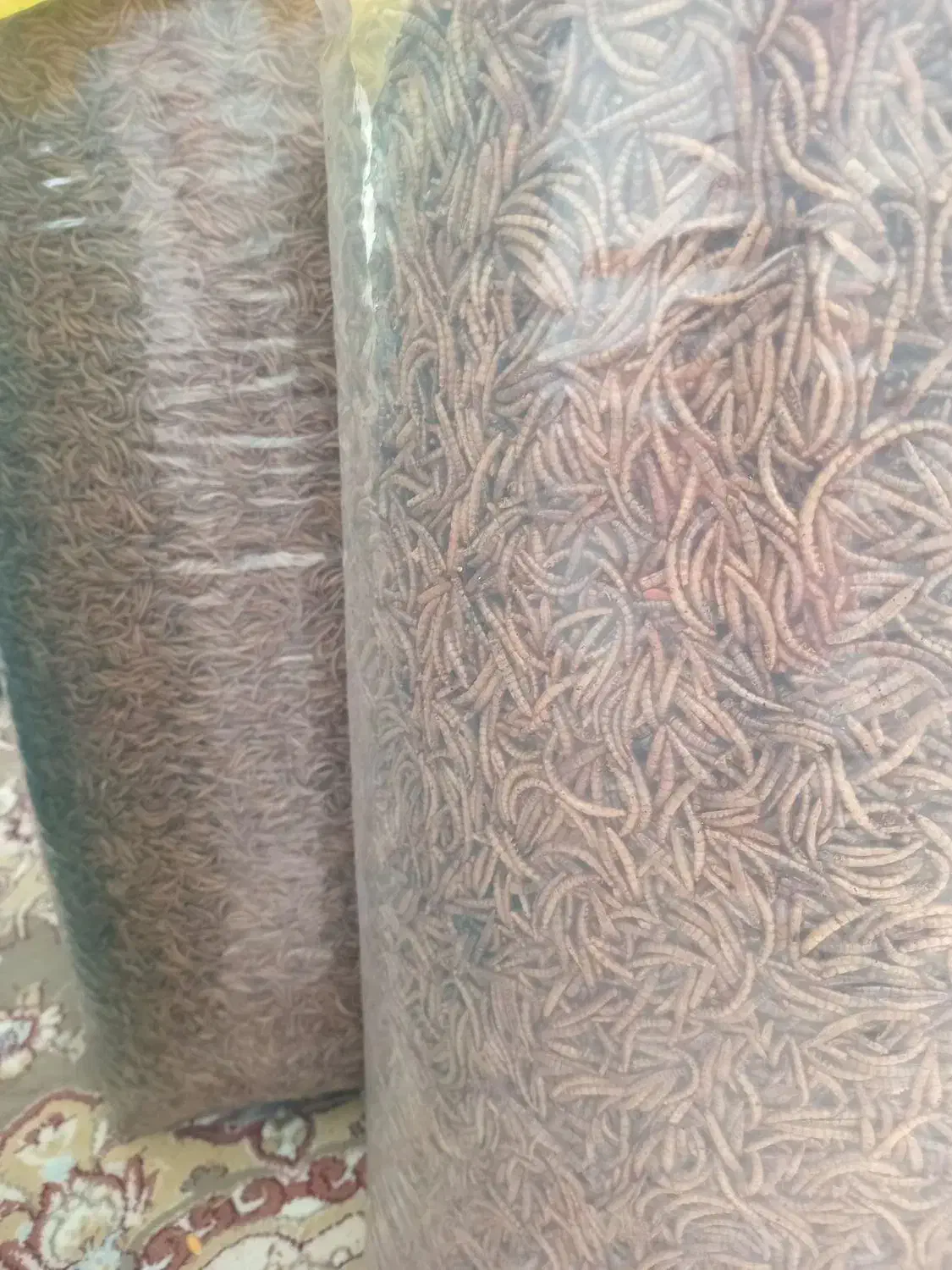 میلورم خشک وزنده|خزنده|رودشت (اصفهان), |دیوار