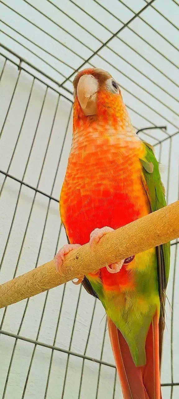 طوطی گرینچیک نَر / 3 رنگ اورجینال /راهب/ملنگو/عروس|پرنده|رشت, دخانیات|دیوار