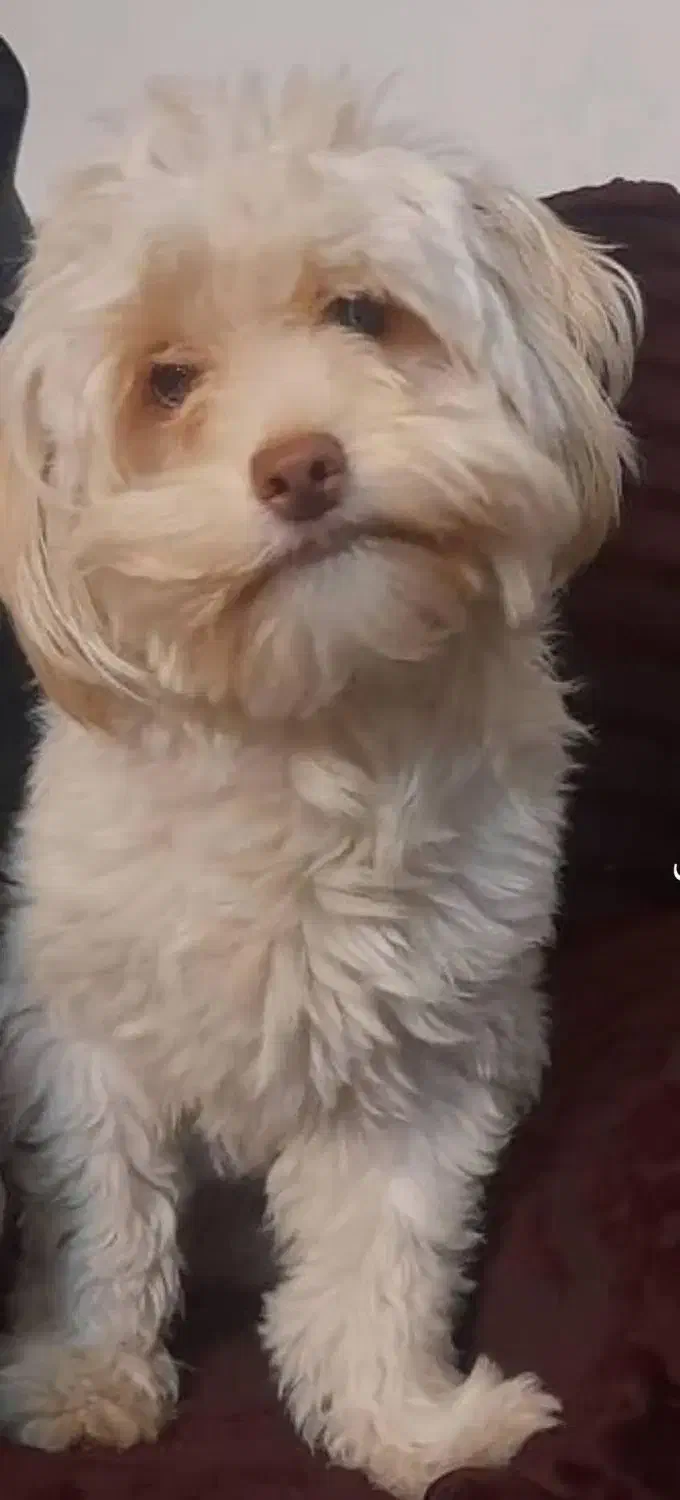 گمشده|حیوانات|تهران, نعمت‌آباد|دیوار