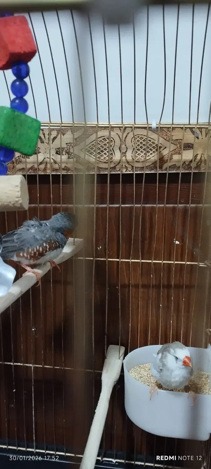 گنجشک فنچ|پرنده|ارومیه, |دیوار