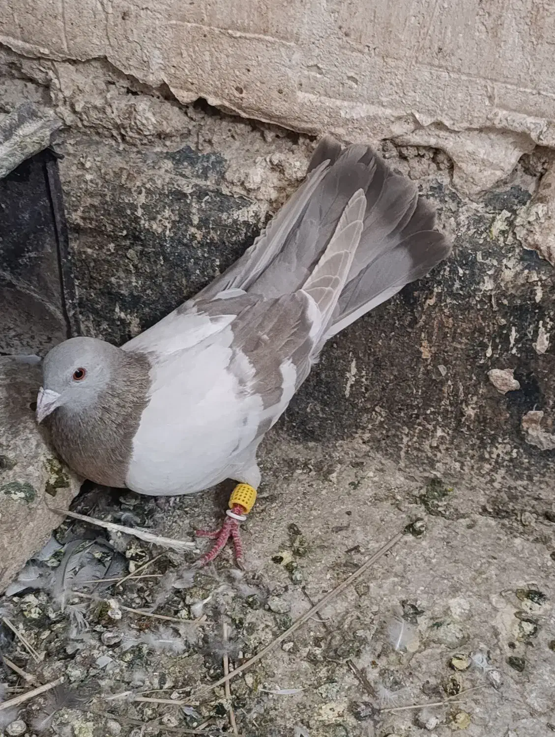 گلسرخ|پرنده|شیراز, گل سرخ|دیوار