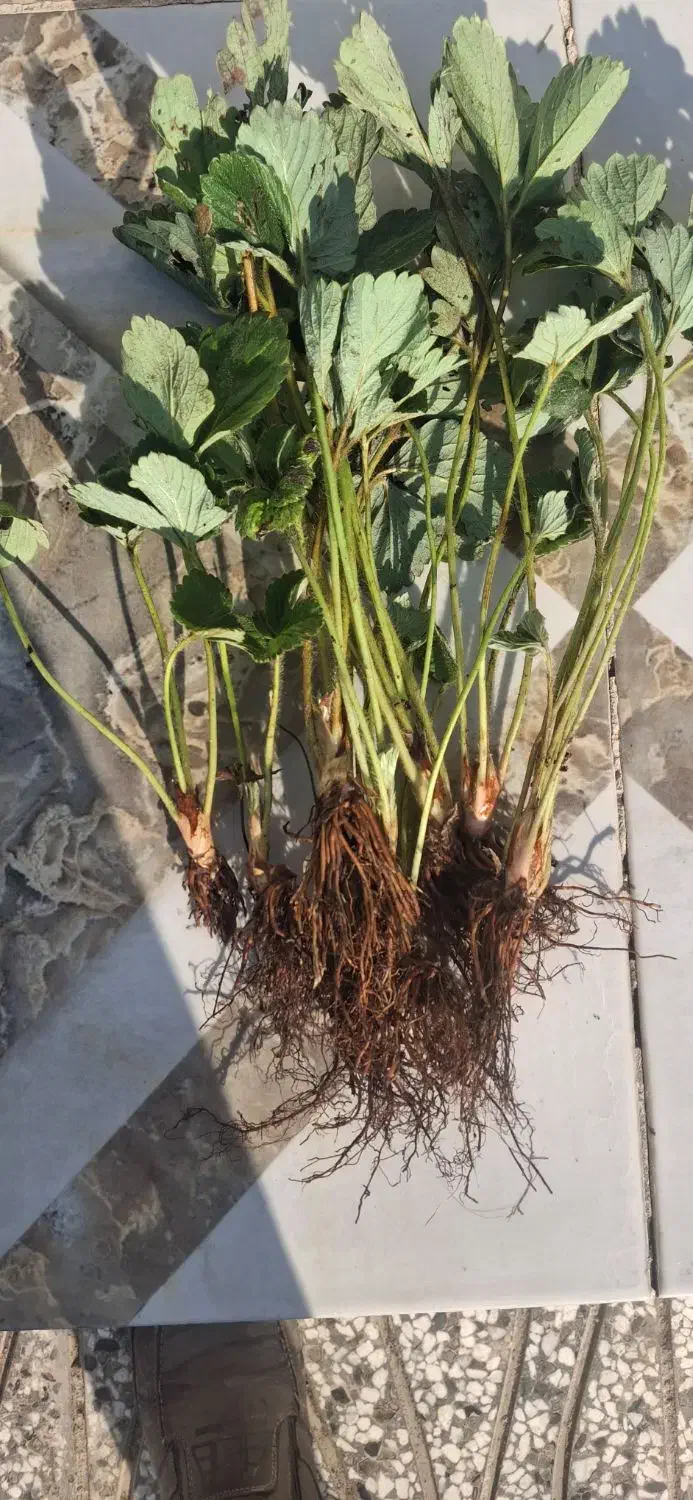 نهال توت فرنگی سابرینا دونه ای|خدمات باغبانی و درختکاری|خان ببین, |دیوار