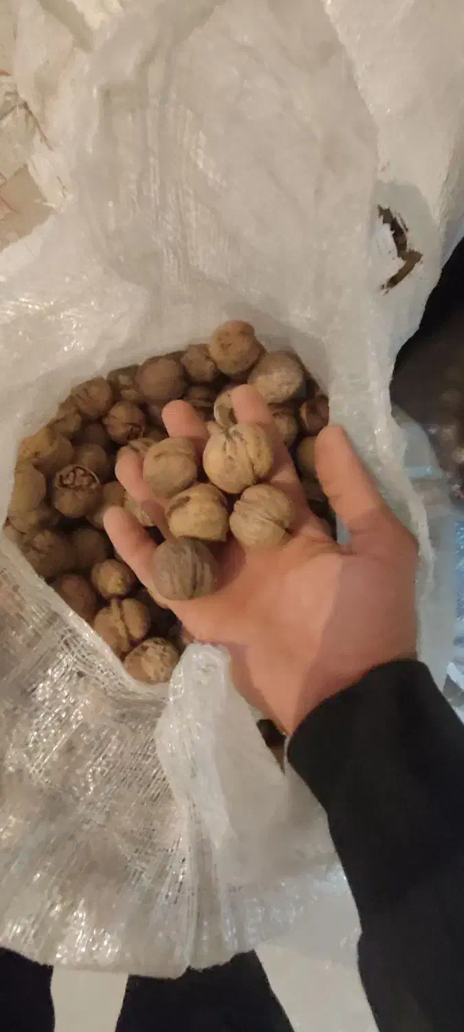 گردو خشک امسالی|عمدهفروشی|شهرضا, |دیوار