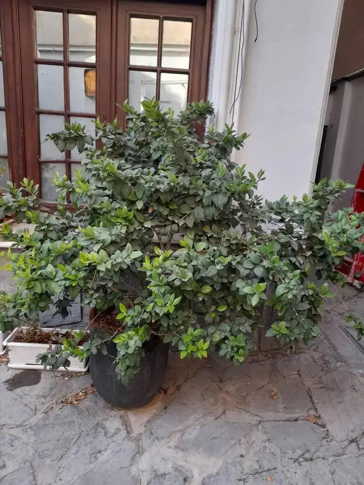 یاس هلندی چند ساله ارسال رایگان|گل و گیاه طبیعی|لواسان, |دیوار