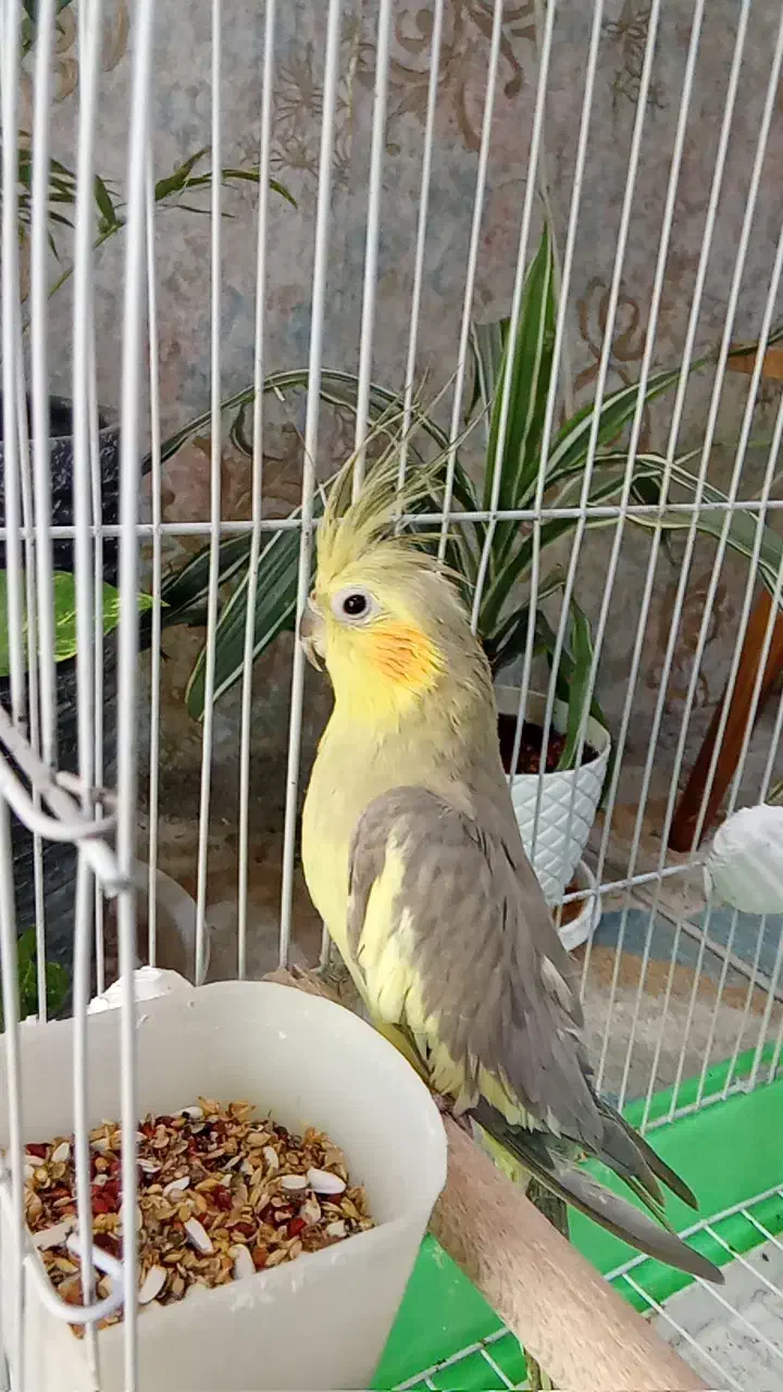 عروس هلندی با قفس|پرنده|آبپخش, |دیوار