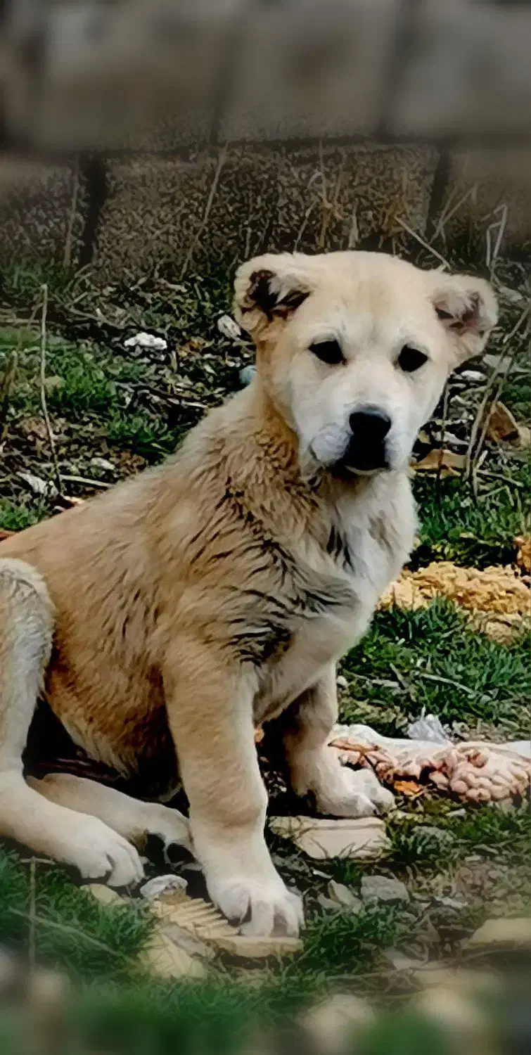 توله سگ نر ۹ ماهه|سگ|گهواره, |دیوار