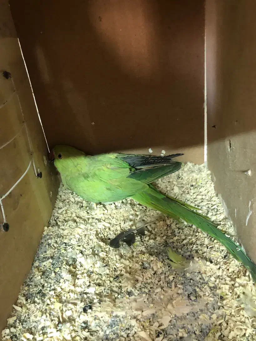 ملنگو هلندی|پرنده|مشهد, آبکوه|دیوار