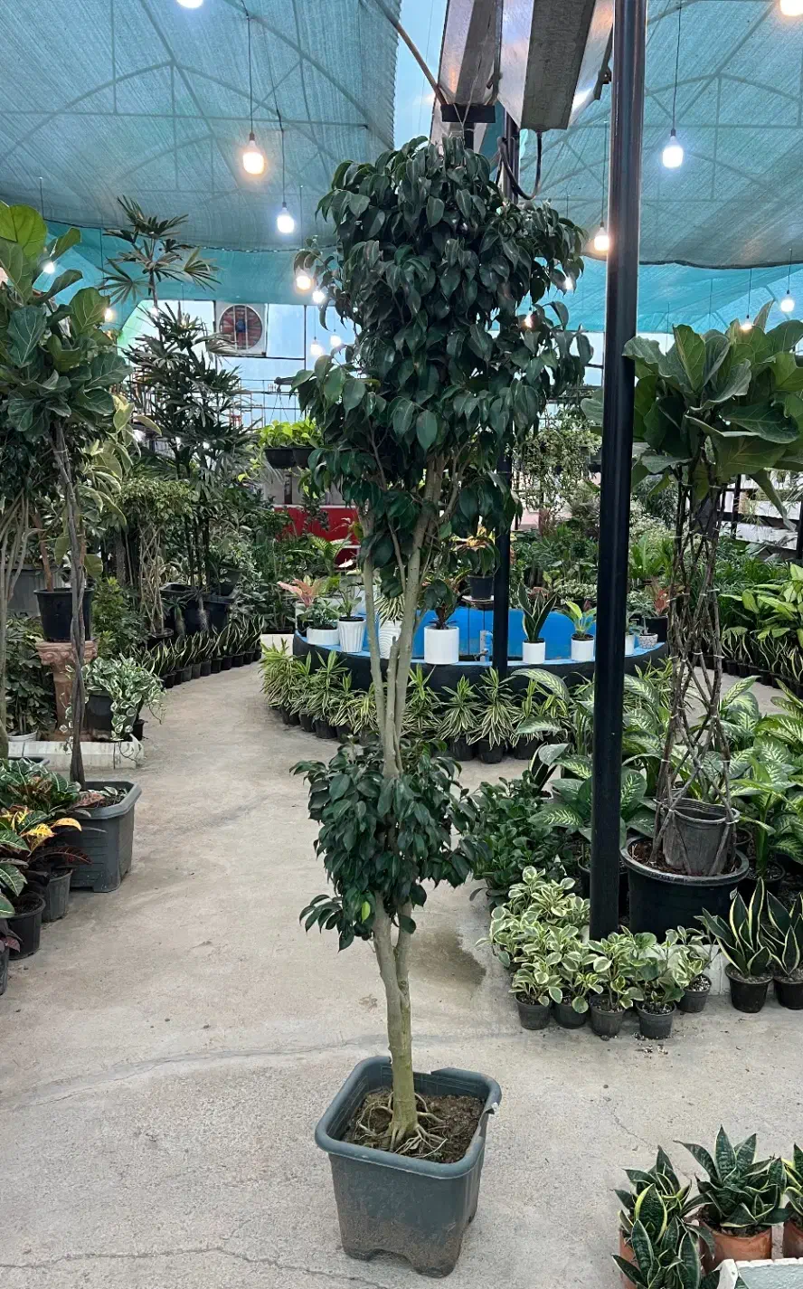 فروش گل بنجامین سبز (بلک)|گل و گیاه طبیعی|رشت, بیجارپس|دیوار