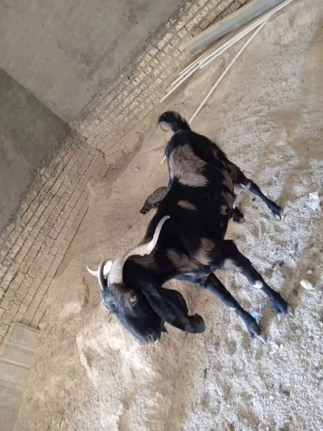 بز نیدی|حیوانات مزرعه|خرمشهر, |دیوار