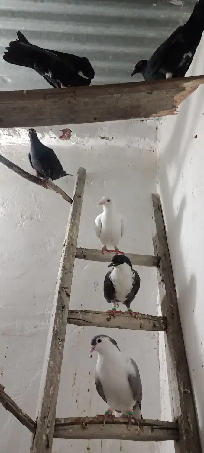 پرنده کبوتر|پرنده|نیمبلوک, |دیوار