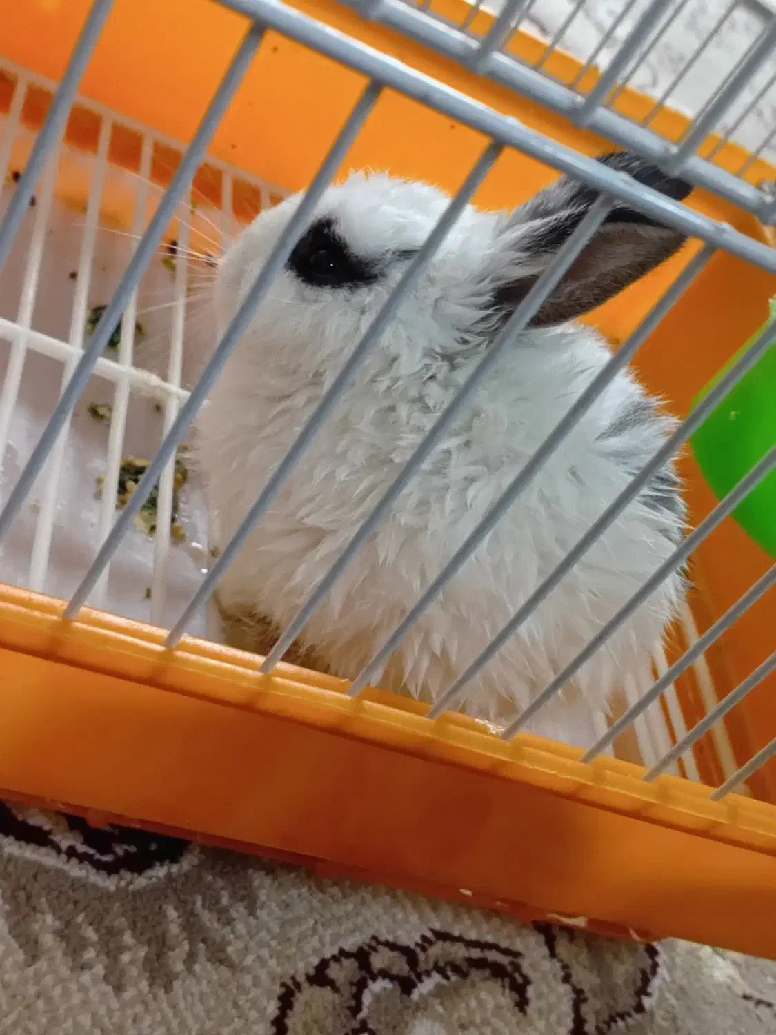 خرگوش کوچک فوقالعاده باهوش و دستی|موش و خرگوش|فلاورجان, |دیوار