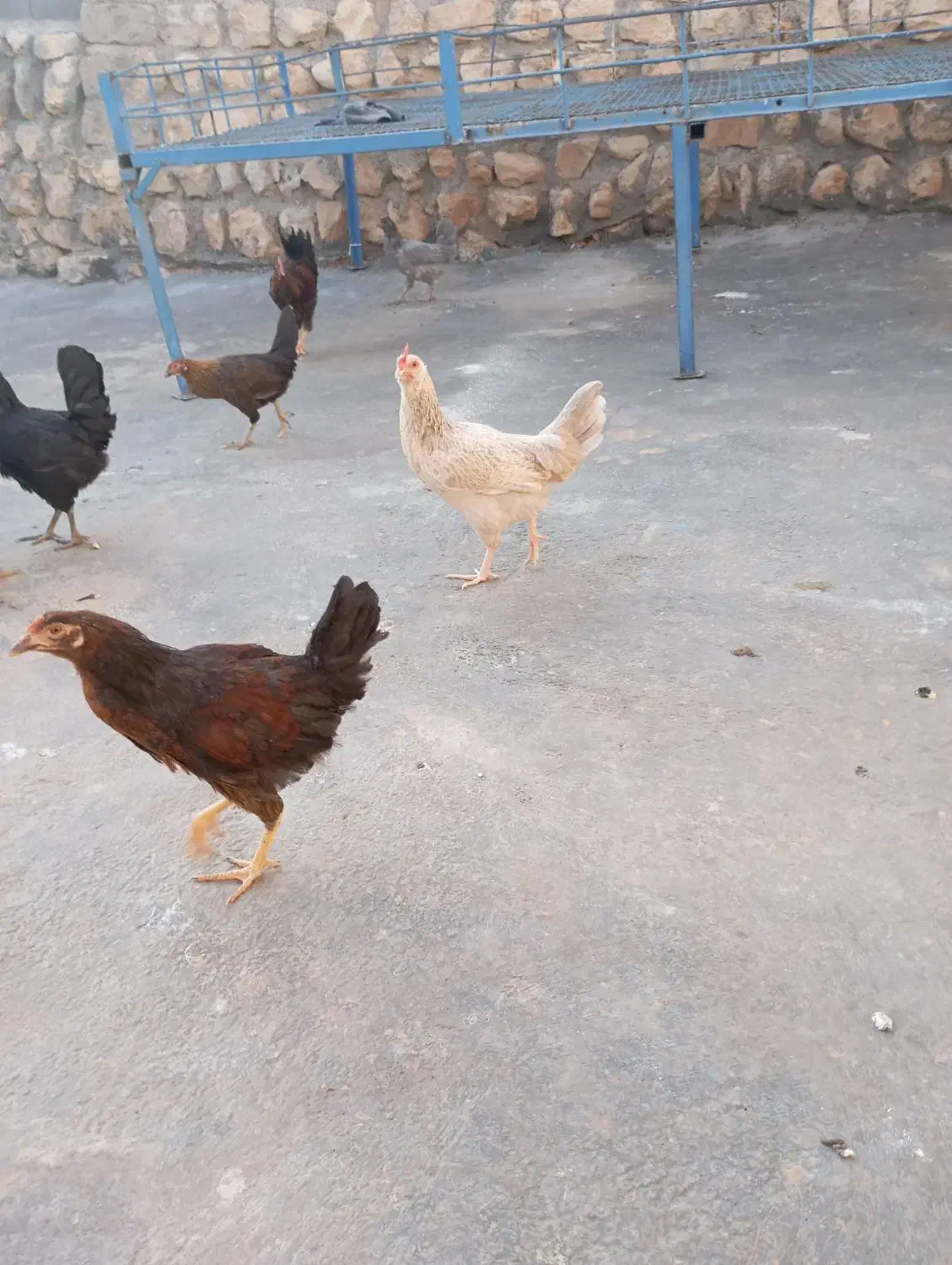 جوجه بالغ|حیوانات مزرعه|ایوان, |دیوار