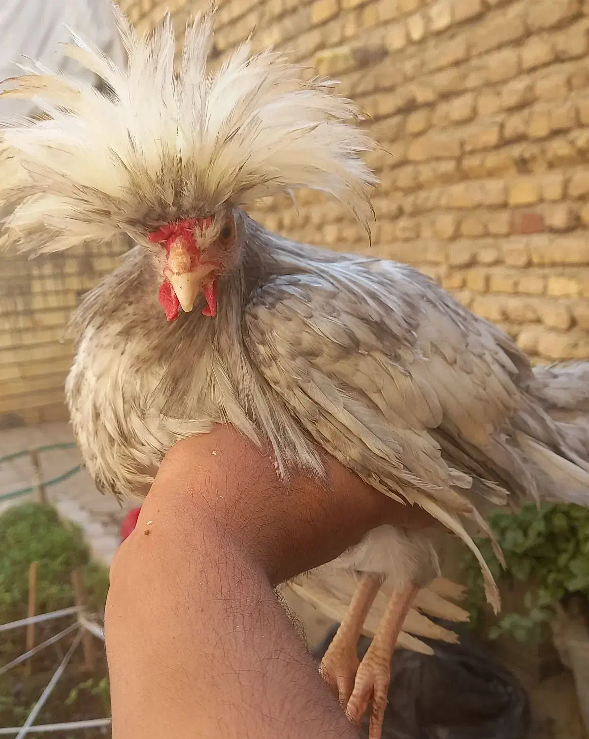 لهستانی|حیوانات مزرعه|اصفهان, زوان|دیوار