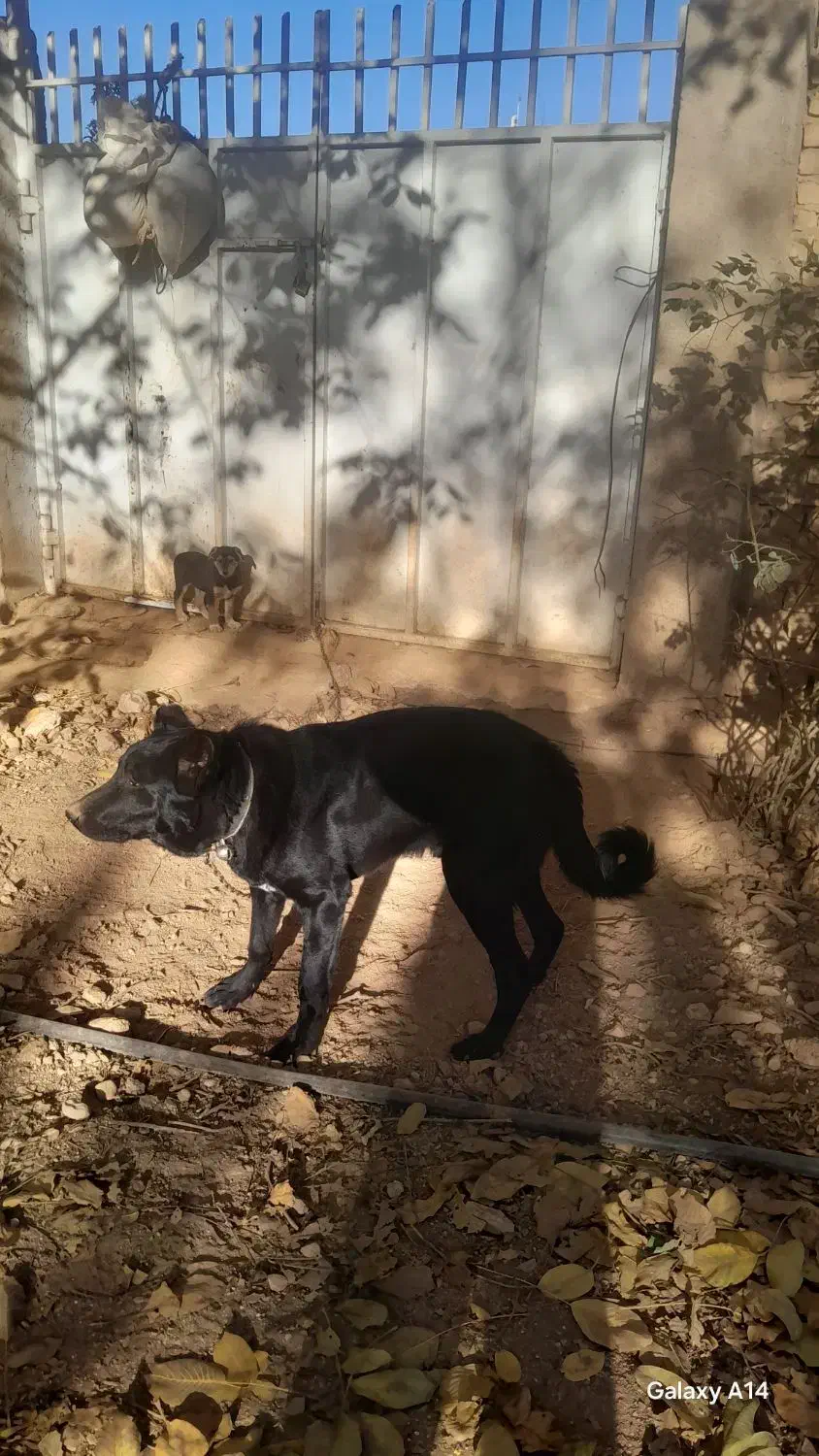 واگذاری سگ قدرجون|سگ|همایجان, |دیوار