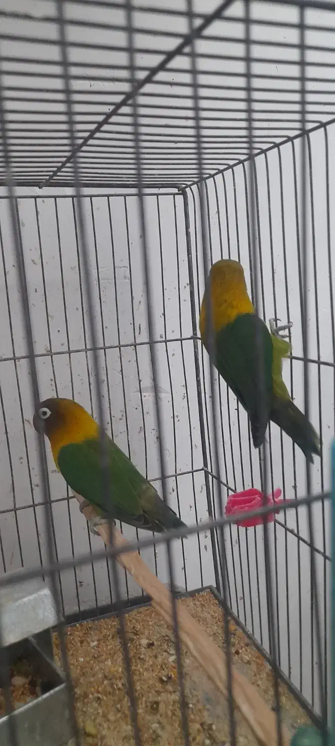 فروش|پرنده|رفسنجان, |دیوار