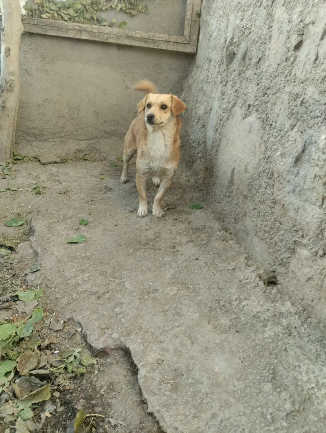 سگ پاکوتاه|سگ|ترکمانچای, |دیوار