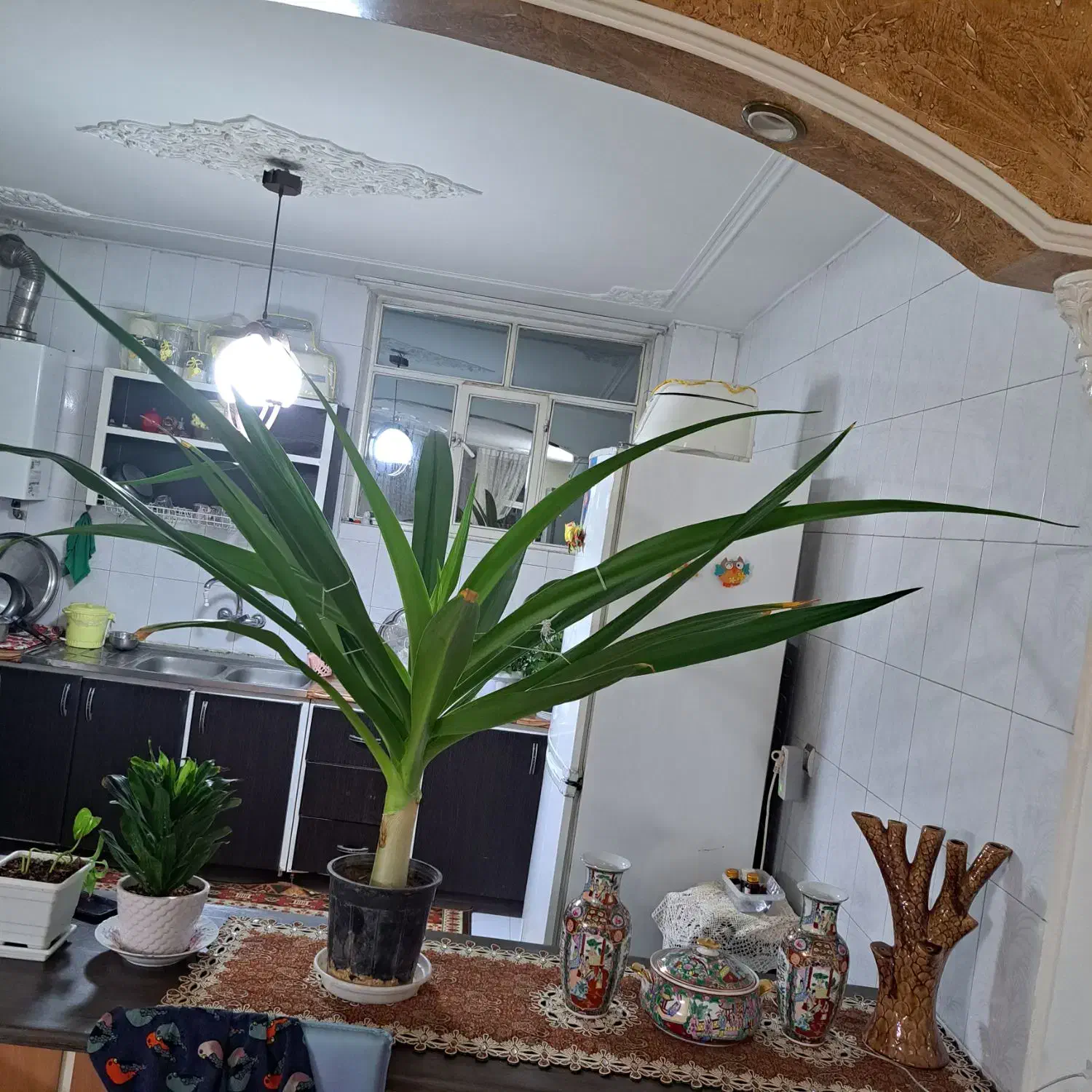 گل ملکه|گل و گیاه طبیعی|شاهین‌شهر, عطار|دیوار