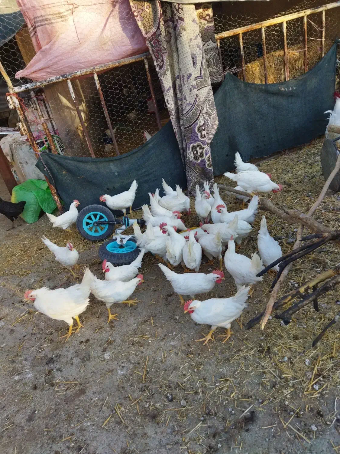 تخم بوقلمون|حیوانات مزرعه|چگنی, |دیوار