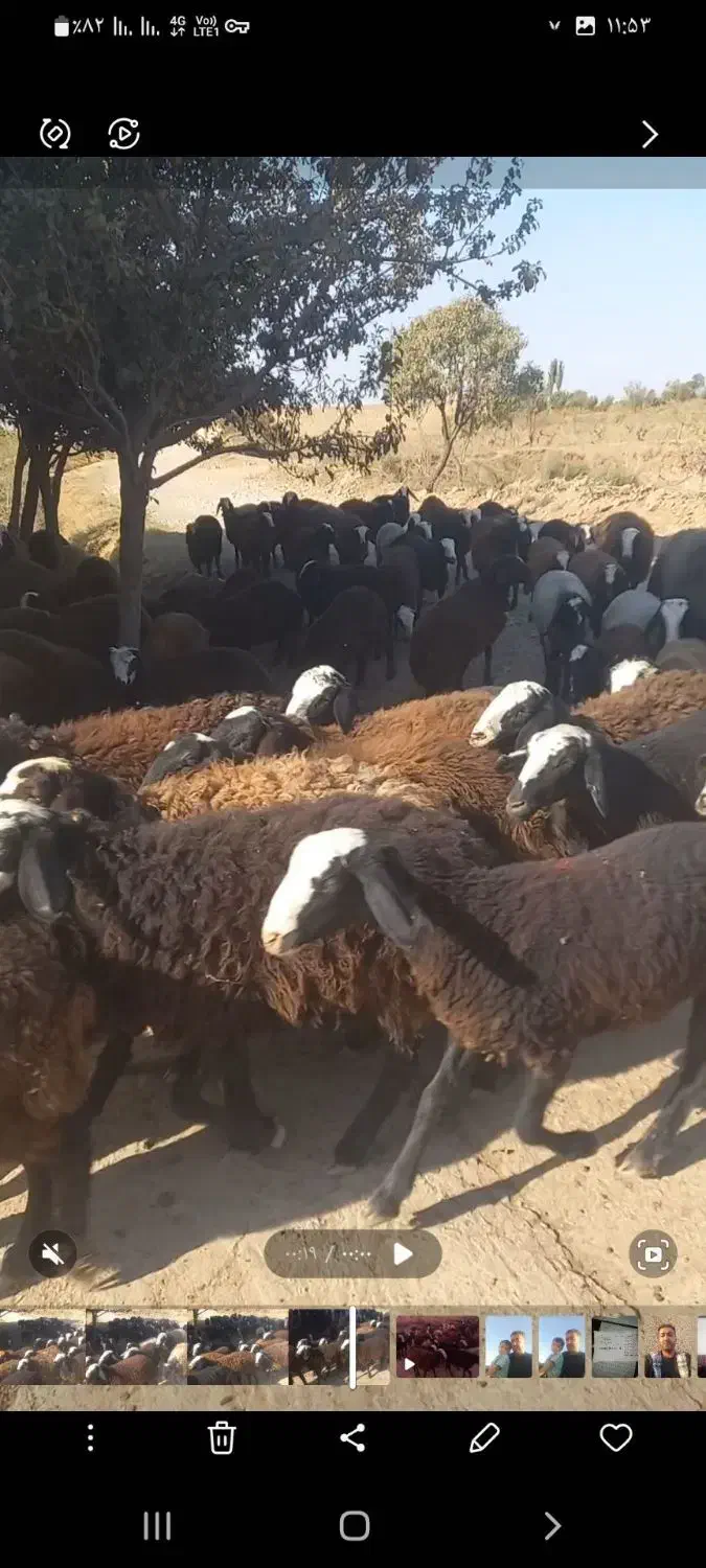 تعداد ۱۰۰رس بره ماده اصیل شال همه یک دست|حیوانات مزرعه|شال, |دیوار