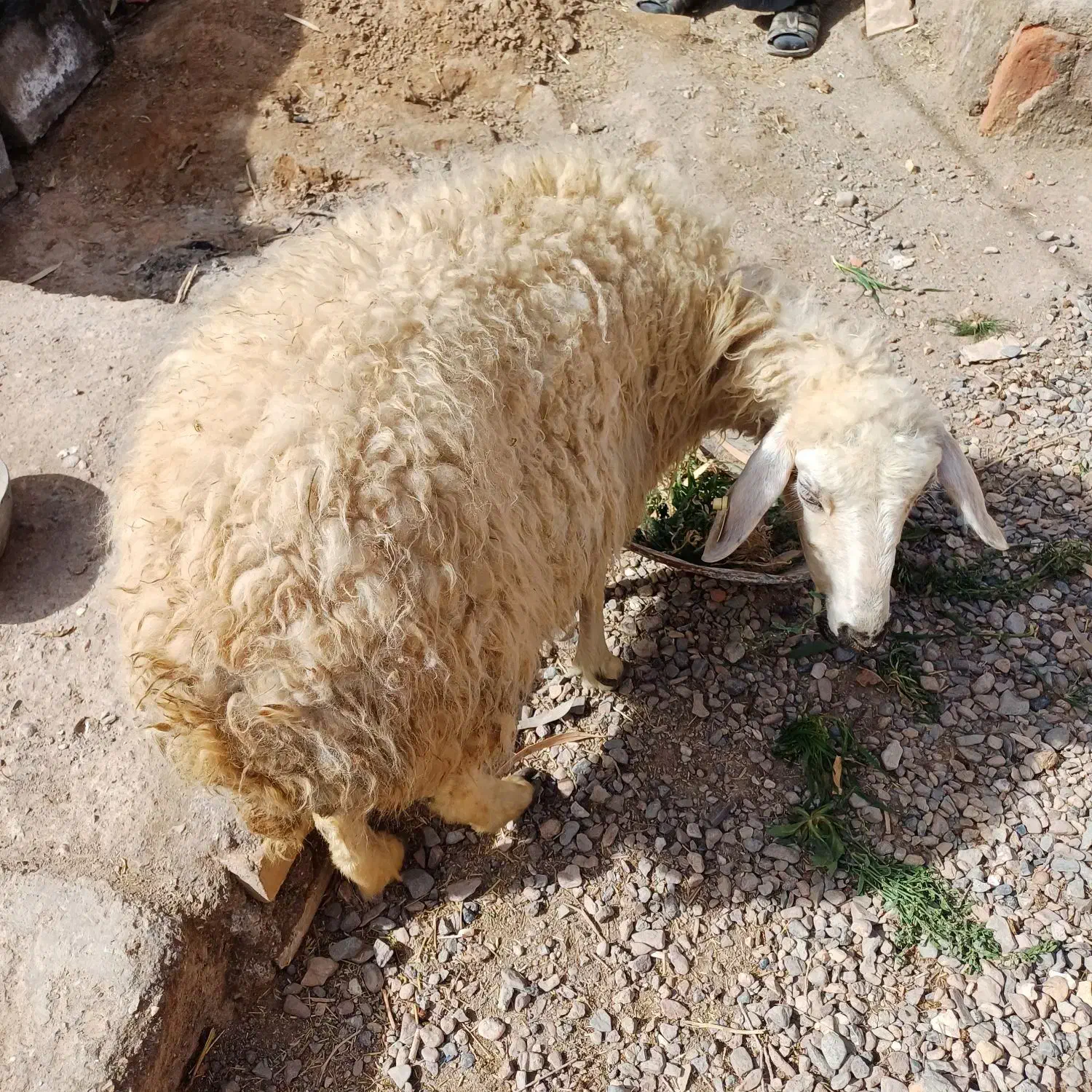 میش جوان|حیوانات مزرعه|خوسف, |دیوار