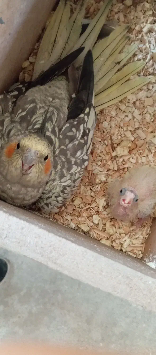 جفت عروس هلندی کار داده|پرنده|مهاباد (آذربایجان غربی), |دیوار