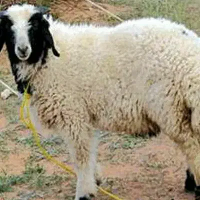 یه نفر گله دار|استخدام سرایداری و نظافت|مسجد سلیمان, |دیوار