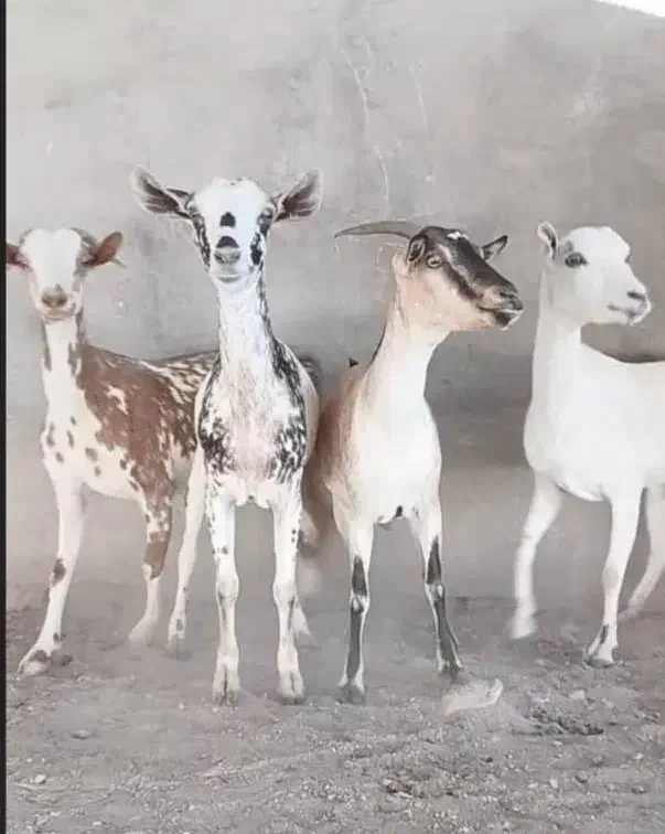 بز چهارعدد ابستن سه ماهه اخرش ۳۴ ملیون|حیوانات مزرعه|بندرعباس, |دیوار