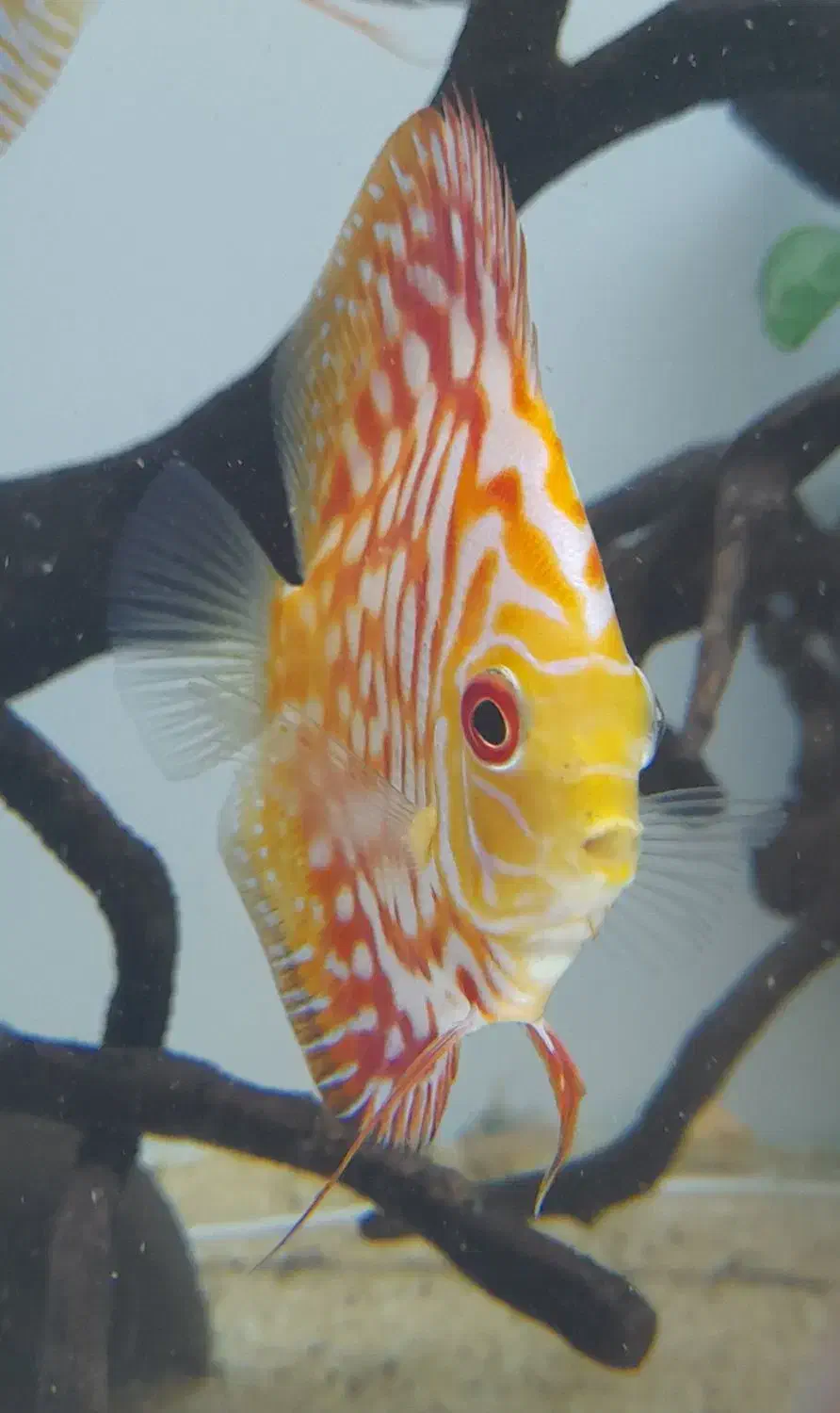 ماهی دیسکس ۲ قطعه|ماهی|تهران, مهرآباد جنوبی|دیوار