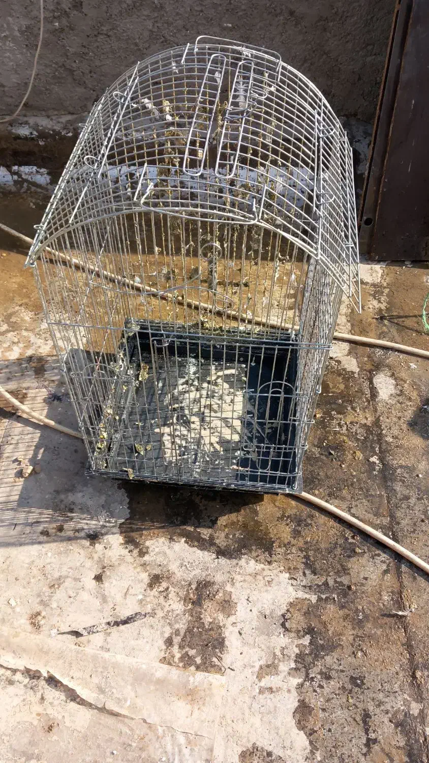 یک عدد قفس پرنده سایز بزگ فروشی|لوازم جانبی حیوانات|پیشوا, |دیوار