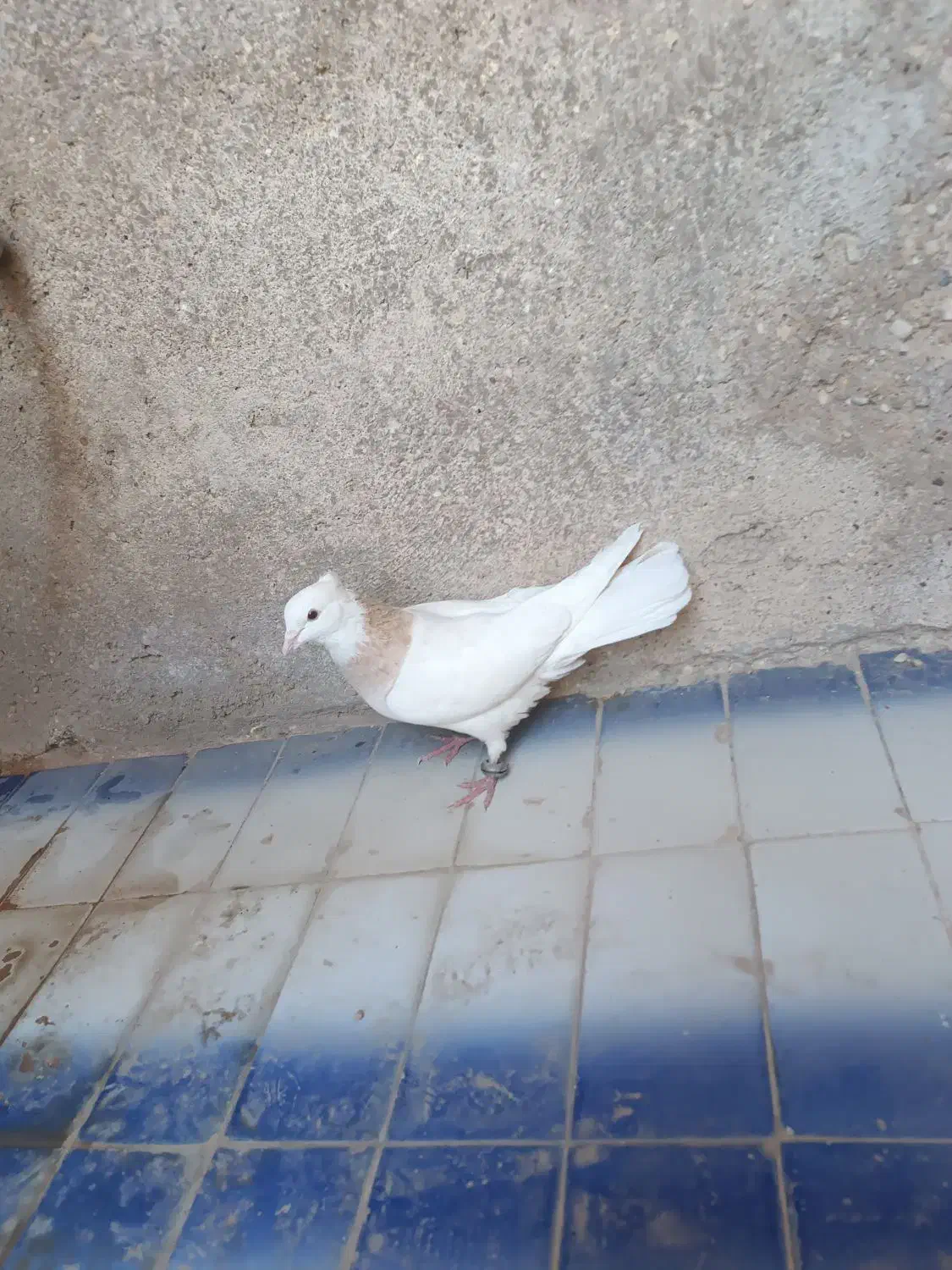 4عدد کبوتر معاوضه با عروس هلندی و مرغ عشق|پرنده|فیروزآباد (فارس), |دیوار