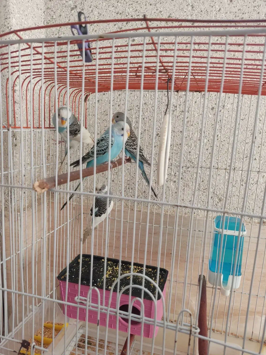 مرغ عشق|پرنده|شیراز, بهارستان|دیوار