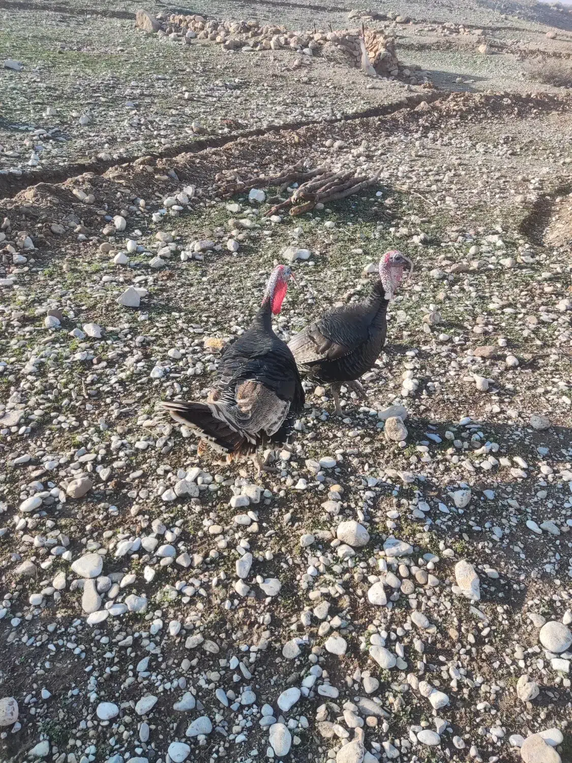 بوقلمون|حیوانات مزرعه|مهران (ایلام), |دیوار