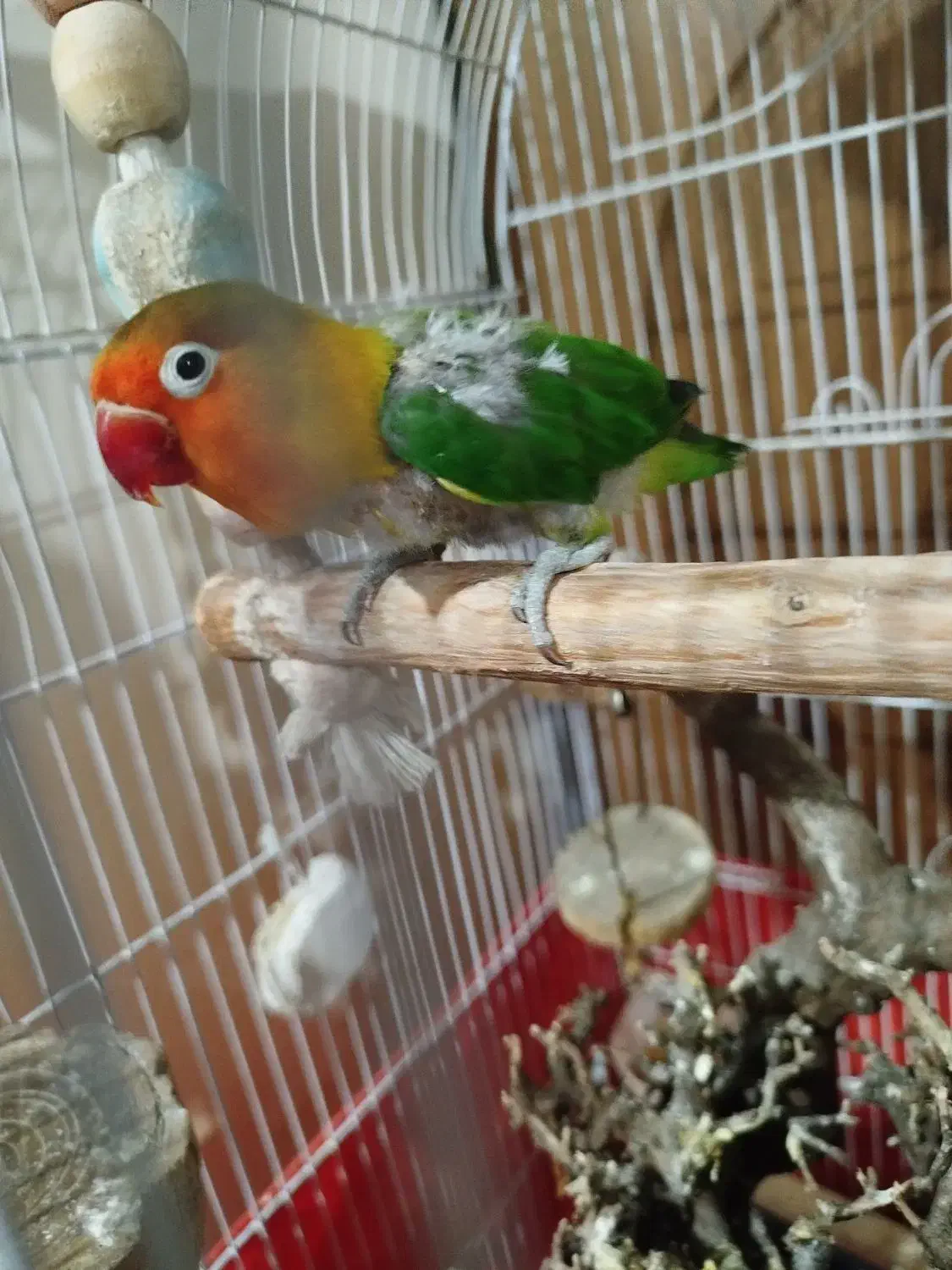 طوطی برزیلی|پرنده|تهران, هفده شهریور|دیوار