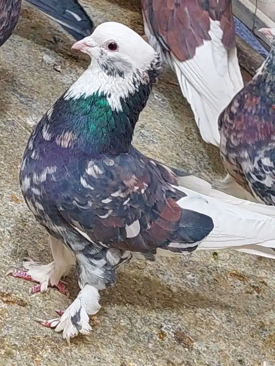 کبوتر اصیل ایران ..تهران ..خاوران|پرنده|قیامدشت - خاورشهر, |دیوار