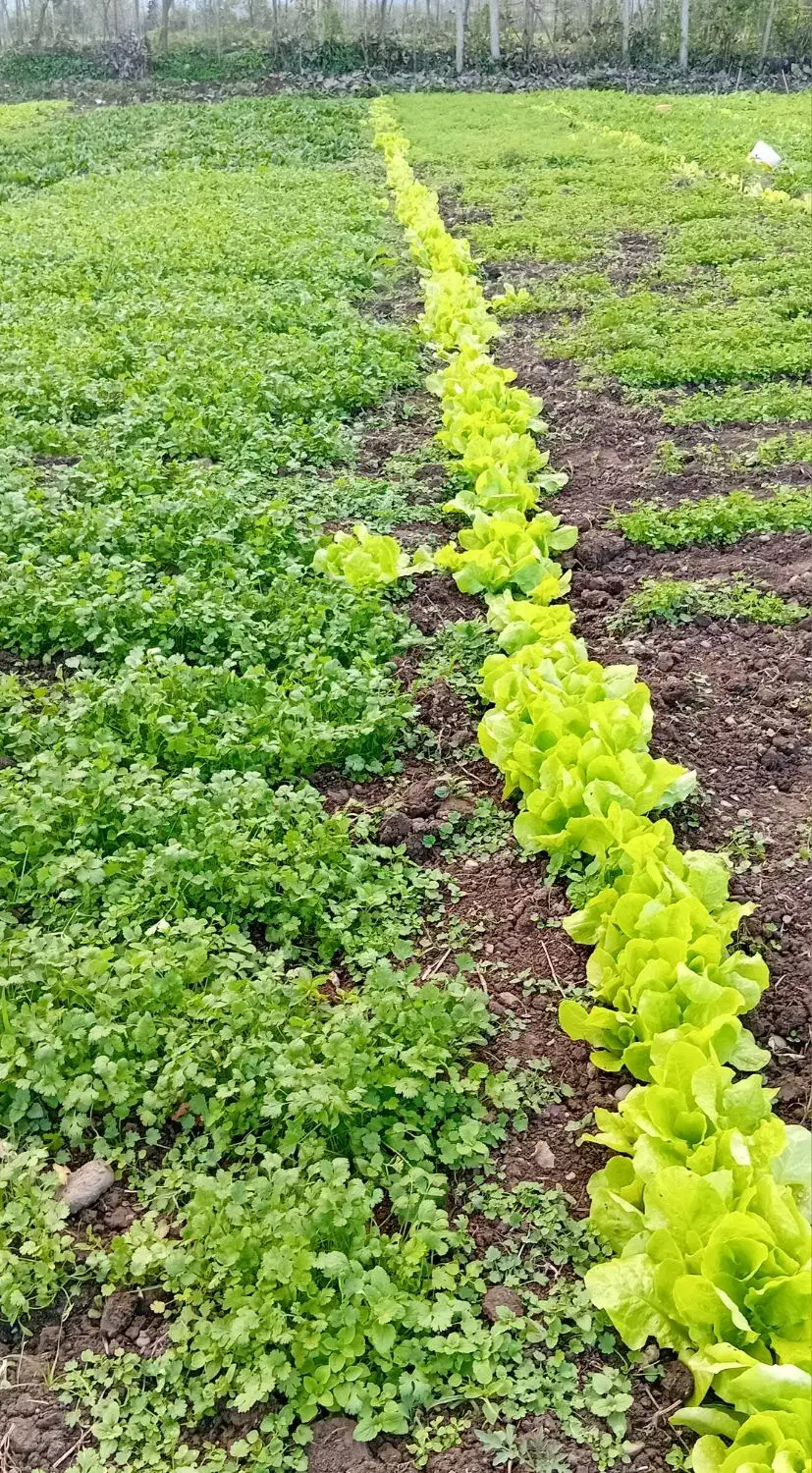 فروش سبزیجات محلی ارگانیک|خوردنی و آشامیدنی|طاهرگوراب, |دیوار