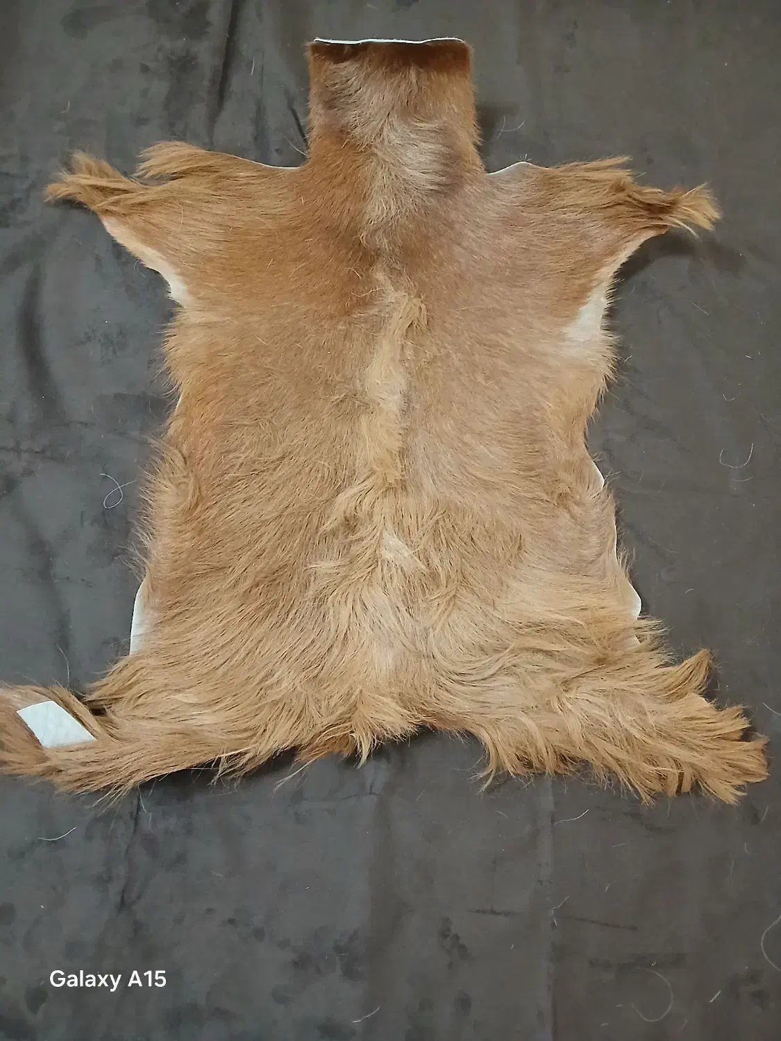 پوست بز|کلکسیون و سرگرمی|قم, پامنار|دیوار