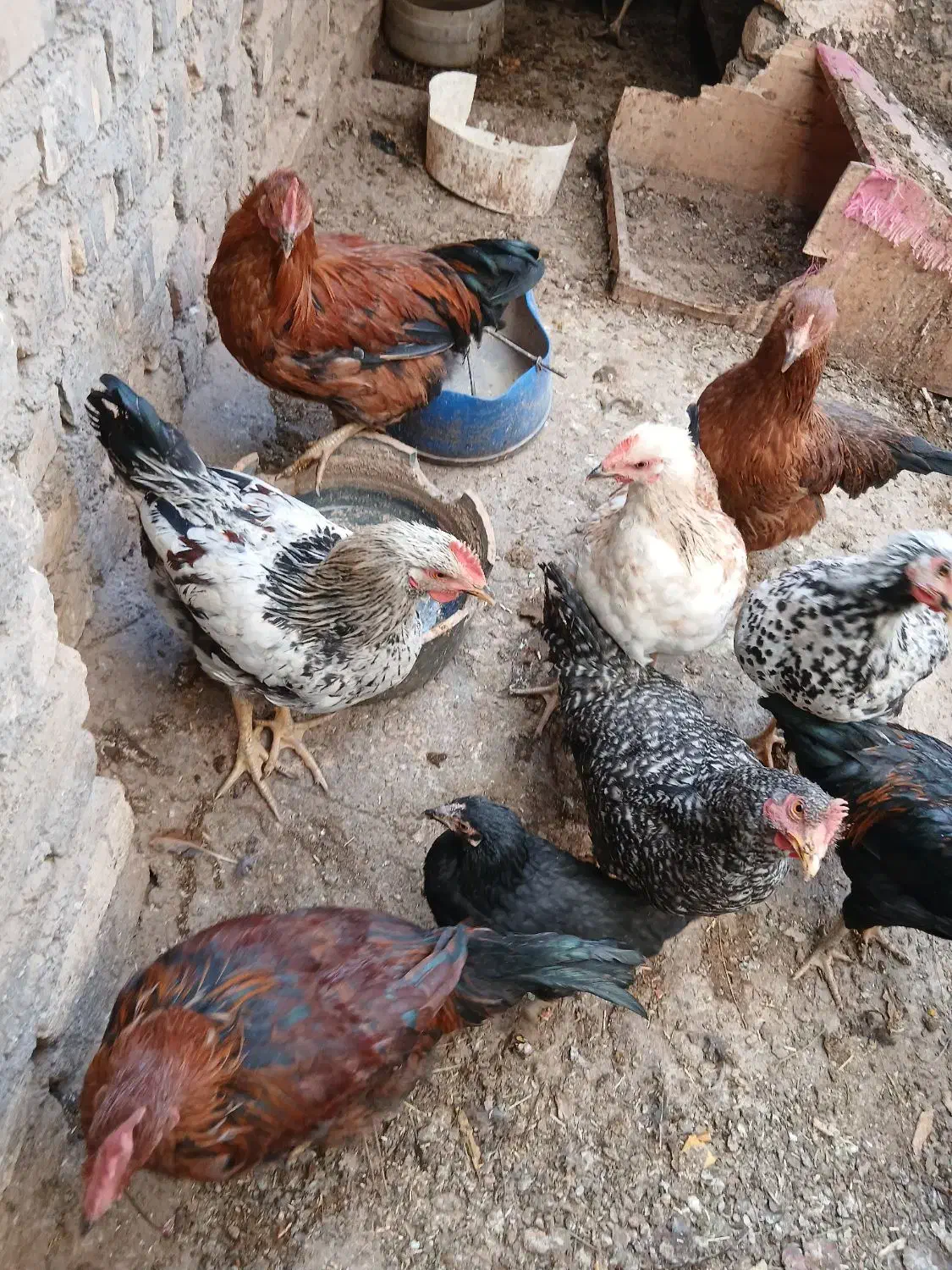 مرغ و خروس|حیوانات مزرعه|قم, بیانی|دیوار