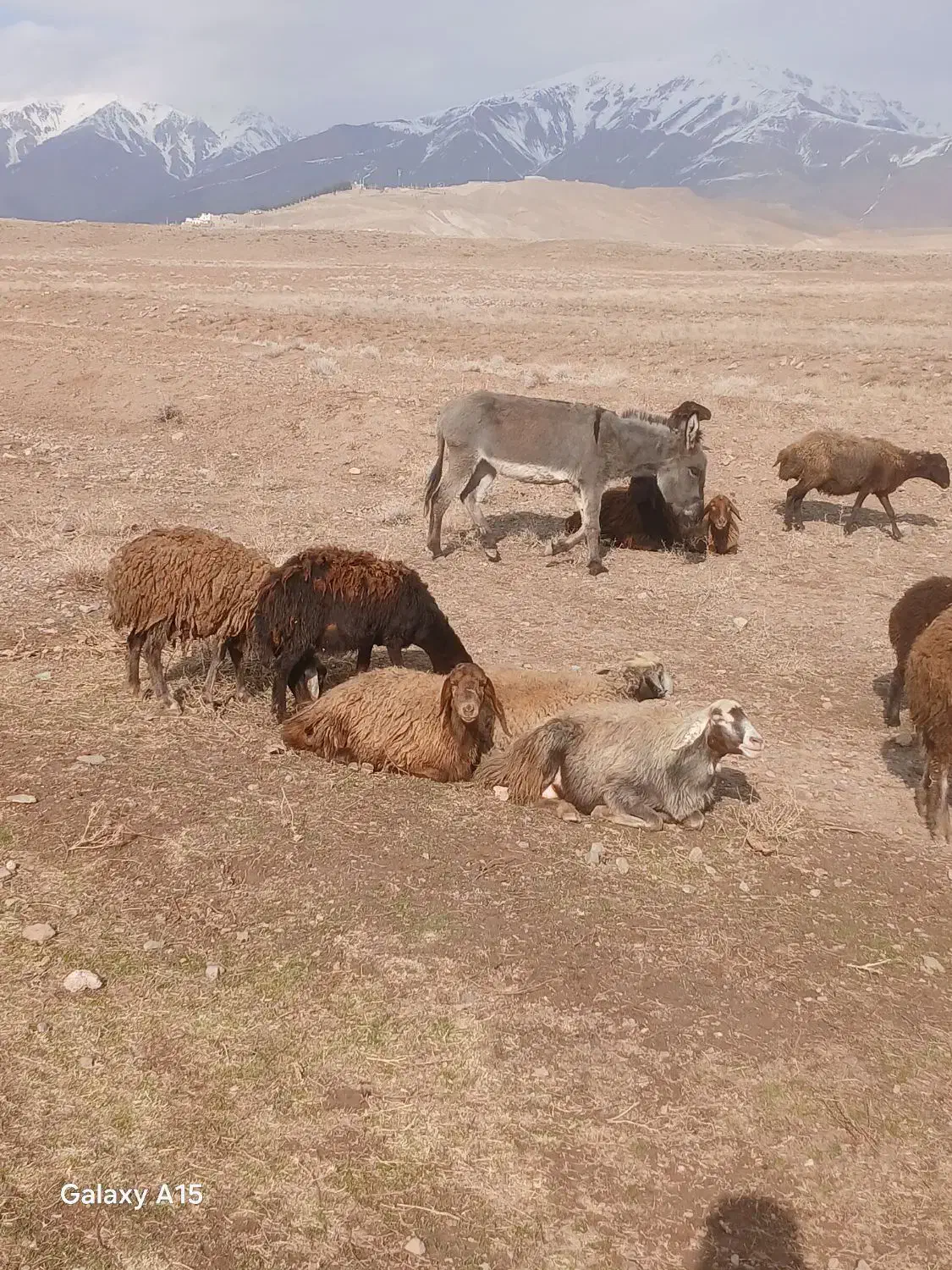 الاغ|حیوانات مزرعه|نیشابور, فضل|دیوار