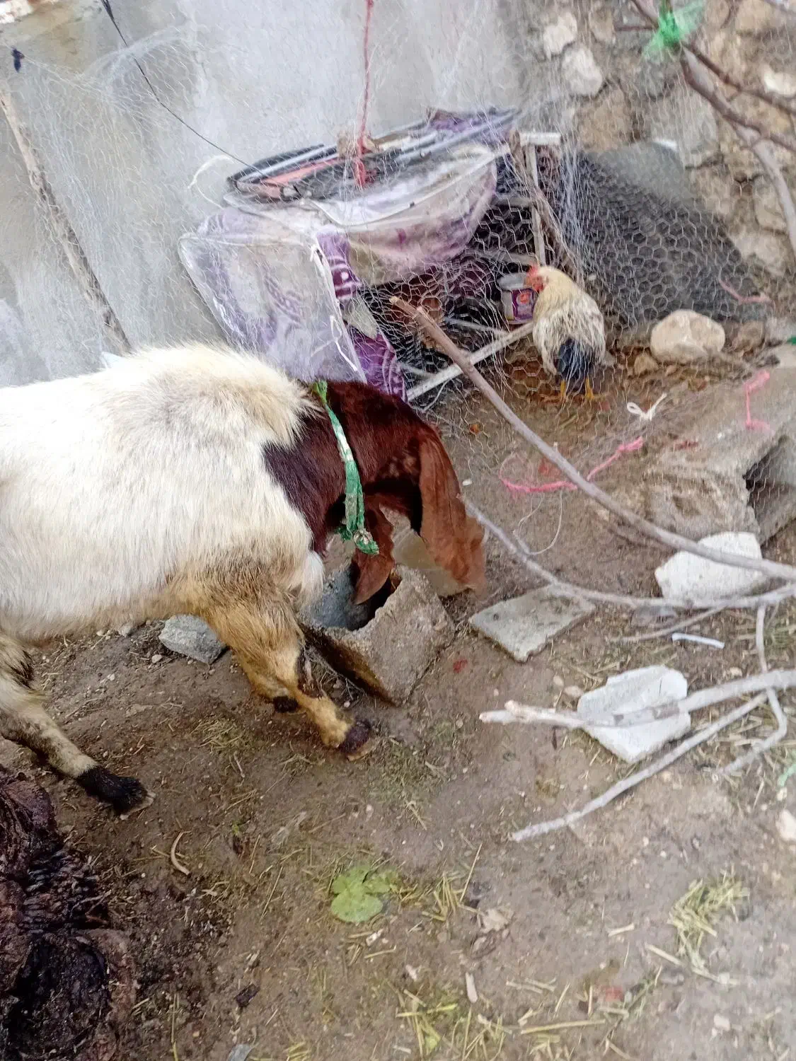 یک عددپازن گلابی ویک عددبزگلابی|حیوانات مزرعه|جم, |دیوار