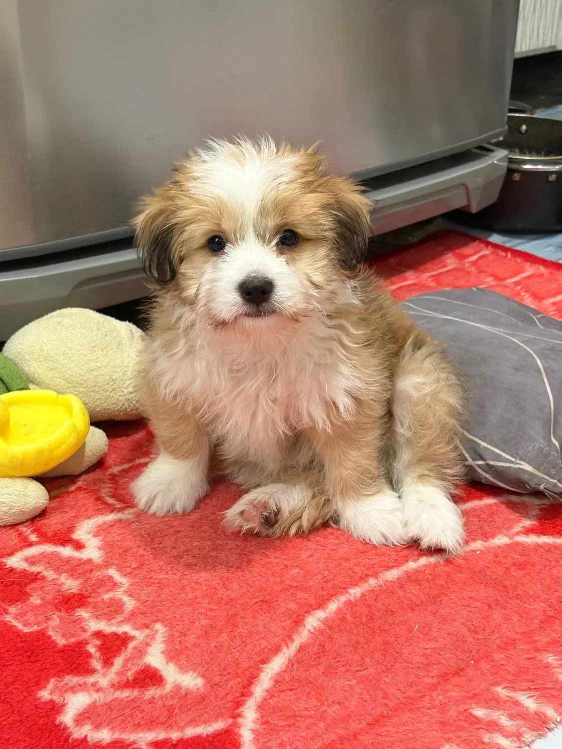 فروشی|سگ|چالوس, |دیوار